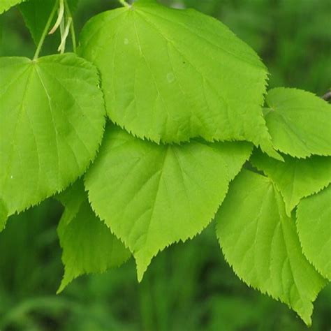 Липа мелколистная Tilia cordata Ракита Питомник растений