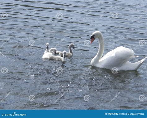 mother swan stock photo image  cottage daughters