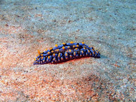 Sea Slugs Of The South Chinese Sea — Stock Photo © Vodolaz 12215846