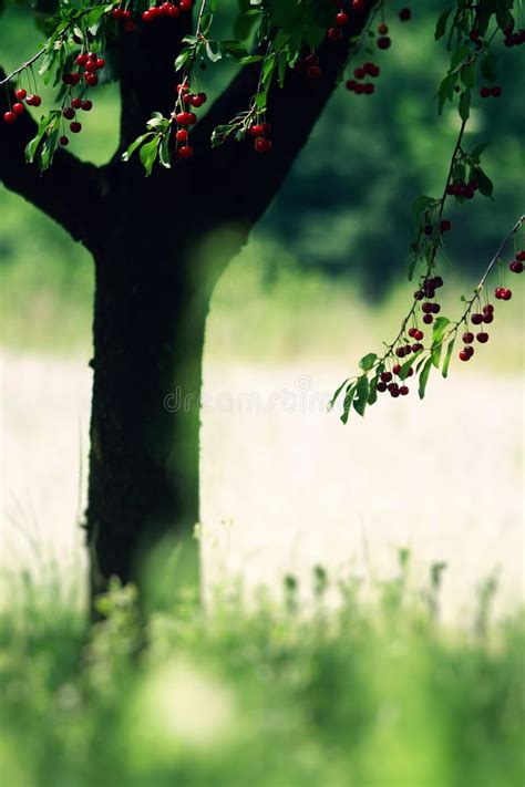 129480 Cherry Summer Tree Stock Photos Free And Royalty Free Stock