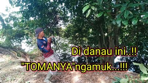 MANCING TOMAN Di Danau Luas Toman Pada Ngamuk YouTube