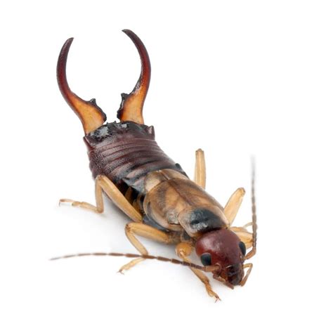 Pincher Bugs 11 Facts About Earwigs You Need To Know