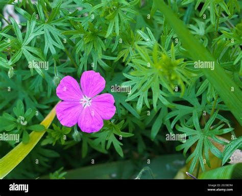 Five Petal Hi Res Stock Photography And Images Alamy