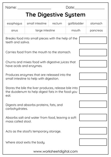 Grade 3 Science Worksheet Digital Worksheets Library