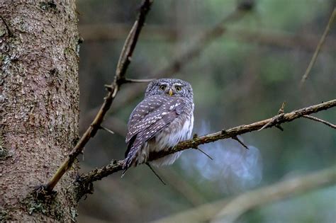 Glaucidium Passerinum Eurasisk Gratis foto på Pixabay Pixabay