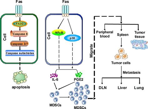 Blockade Of Fas Signaling In Breast Cancer Cells Suppresses Tumor