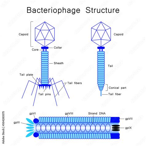 Colorful Illustration Of Bacteriophage Structure Designed On White