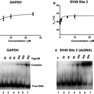 Binding Of Sv Tag To Ssdna A B Interaction Of Sv Tag With