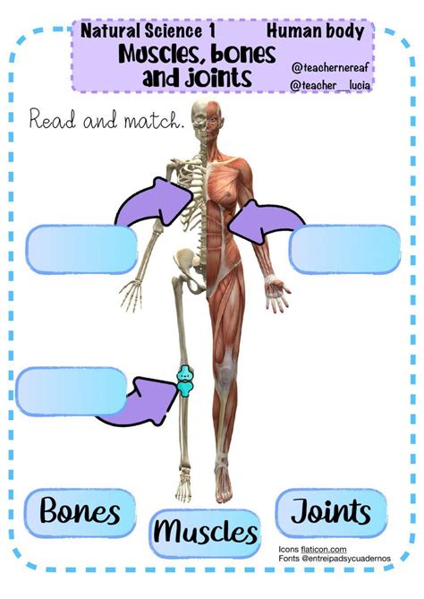 243833 Human Bodybones Muscles And Joints