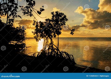 Sunset In The Caribbean With Mangroves Stock Photo Image Of Nature