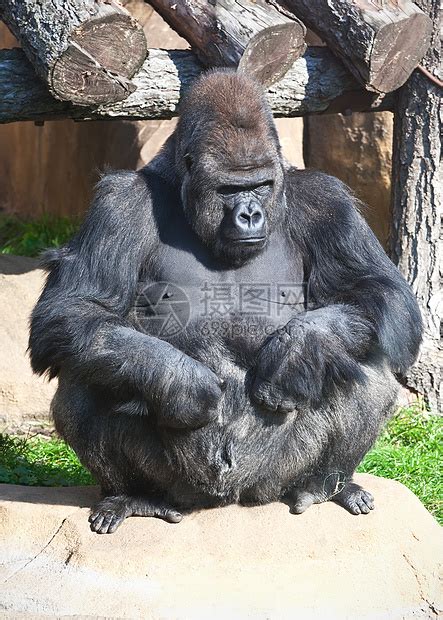 大猩猩灵长类国王黑色荒野哺乳动物动物园男性毛皮野生动物力量高清图片下载 正版图片321898038 摄图网