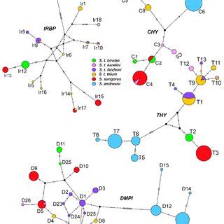 Pdf A Molecular Phylogeny Of Stylodipus Dipodidae Mammalia A