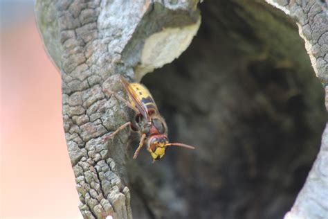 Hornet close up : r/natureismetal