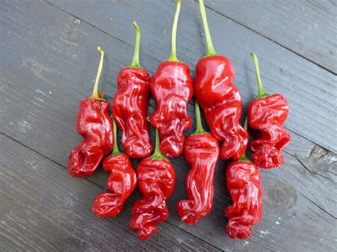 All About the Burning Peter Pepper - Minneopa Orchards