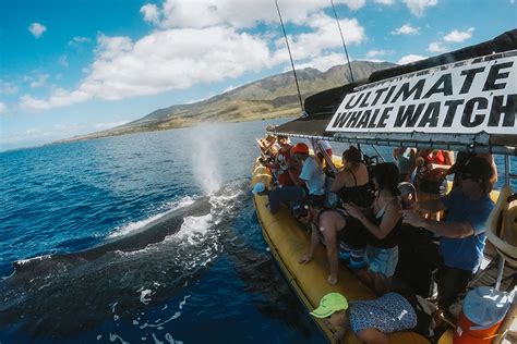 Whale Watching Maui Tours - With Close Encounters!