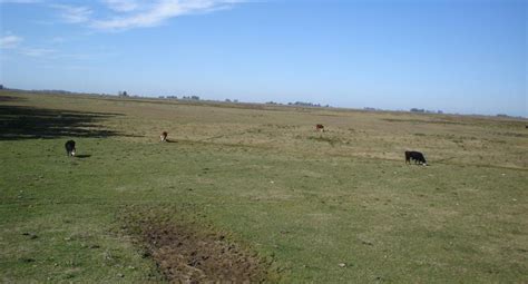 Venta Has Campo Ganadero En Venta A Metros De Ruta