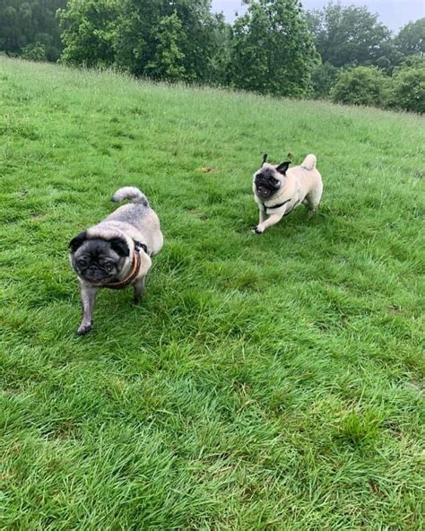 Leading Dog Walker Service In Tunbridge Wells 5 Star Rated