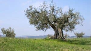 The Life Cycle Of An Olive Tree Detailed Explanation