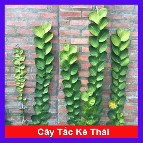 Cây Tắc Kè Thái Cây Cảnh Sân Vườn Shopee Việt Nam