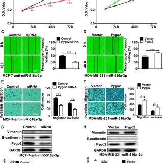 Mir A P Inhibits Breast Cancer Cell Growth In Vitro A The