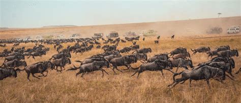 2024 2025 Wildebeest Migration Update Blog