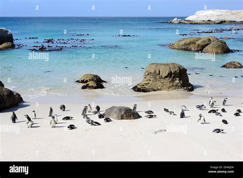 Colony Of African Penguins Spheniscus Demersus On The Beach Boulders