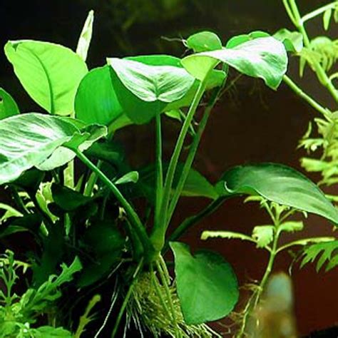 Anubias Barteri Var Barteri Large Anubias Aquatic Plants