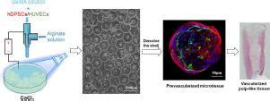 Gelatin Methacryloyl Alginate Core Shell Microcapsules As Efficient