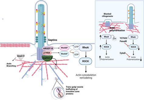 Frontiers Primary Cilia And Actin Regulatory Pathways In Renal Ciliopathies