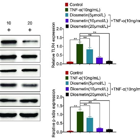 Diosmetin Repressed Cell Viability Of Tnf Induced Hacat A