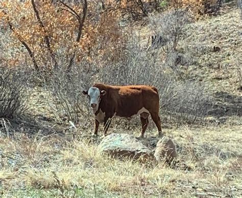 Center For Biological Diversity Supports Plans To Kill Feral Cattle