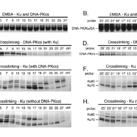 Cross Linking Of Ku And Dna Pkcs To A Full Set Of 28mer Probes In The