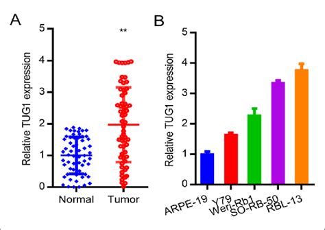 Retinoblastoma Tissues And Cells Exhibit TUG1 Upregulation A QPCR