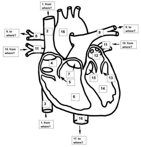 Anatomy Of The Heart Flashcards Quizlet