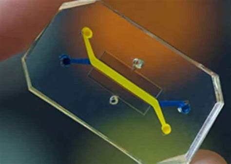 Ins Lito Cient Ficos Recrean Una Vagina Dentro De Un Chip Tn Tv