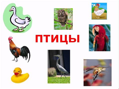 птицы для детей - YouTube