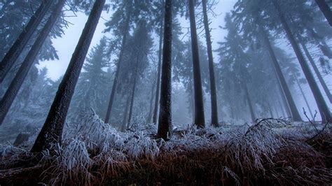 Fondos De Pantalla Luz De Sol Bosque Naturaleza Nieve Invierno Rama Mañana Niebla