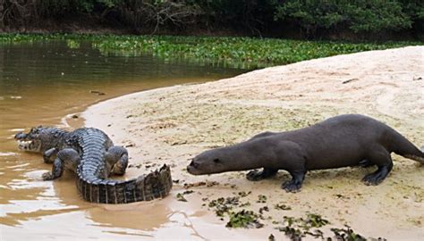 Featured Creature On Twitter This Is A Psa That Giant Otters From The