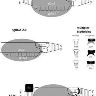 Epi Genome Editing Systems A Zinc Finger Nuclease Zfn B