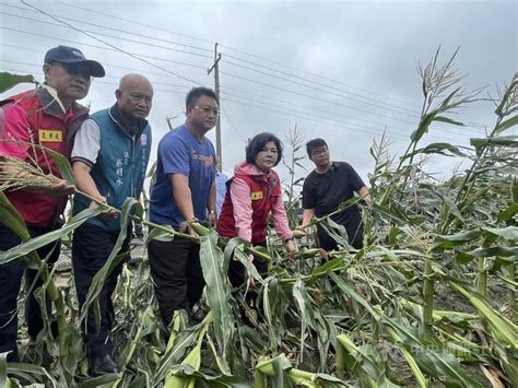 颱風小犬強風掃過 雲林玉米倒伏、溫網室開天窗 地方 中央社 Cna