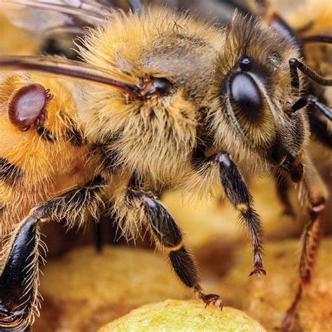 Tratar la varroa con ácido oxálico y glicerina Bee Honey bee Varroa