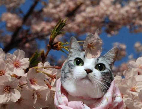 Is Cherry Blossom Poisonous To Dogs