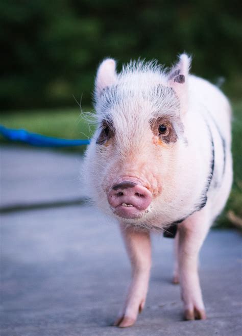 Mini Pig Oscars Spoiled Pig Syndrome Life With A Mini Pig