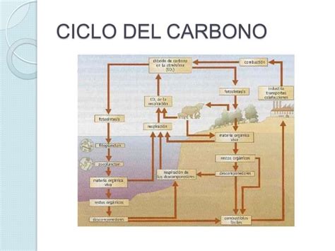 Ciclos Biogeoquímicos Ppt