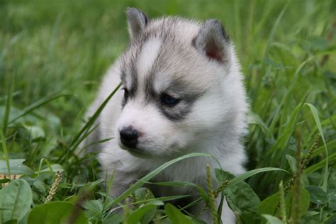 Baby Huskies Wallpaper (79+ images)