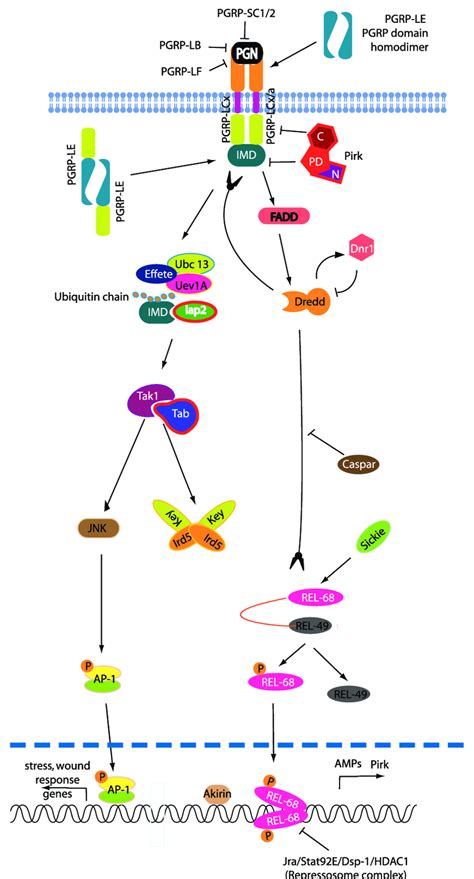 Drosophila Imd Signaling Pathway Download Scientific Diagram