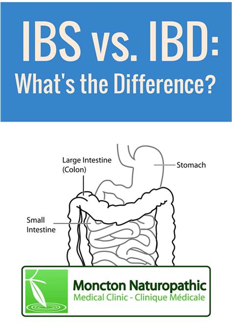 Digestive Health IBS And IBD Different Conditions Along The Same