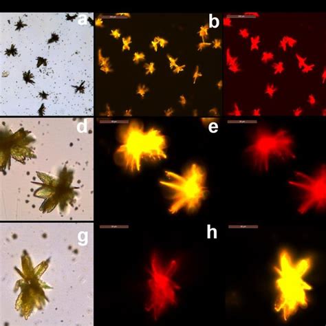 Optical And Fluorescence Microscopic Images Of TPA In THF A In