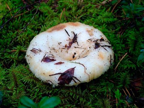 Грибы грузди - AgroFlora.ru