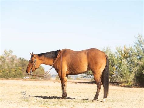 Fantasy Revolution - Platinum Equine Auction